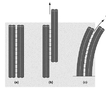 Diagram showing how cross-linking restricts sliding and causes bending