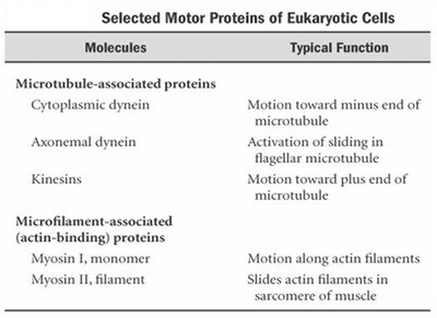 Table of selected motor proteins of eukaryotic cells