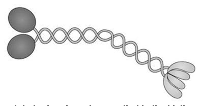 Diagram of kinesin structure