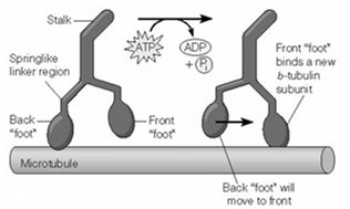 Diagram of kinesin walking mechanism