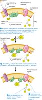 Mechanism of Gq protein activation and IP3/DAG production