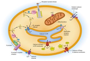 Cellular mechanisms of calcium regulation and release