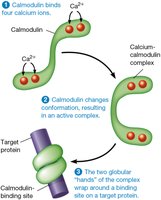 Calmodulin binding calcium and activating target proteins