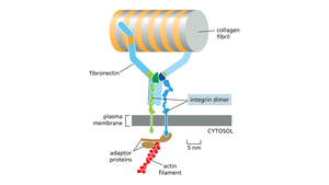 Integrin-mediated linkage between ECM and cytoskeleton