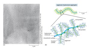 Proteoglycan structure in cartilage