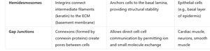 Table of hemidesmosomes and gap junctions