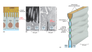 Tight junction structure and function
