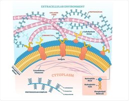 Proteoglycan structure in ECM
