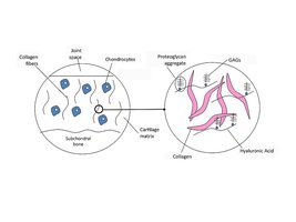 Cartilage matrix and proteoglycan aggregates