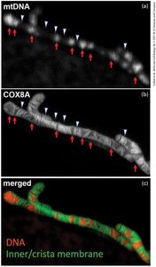 Mitochondrial DNA and cristae membrane