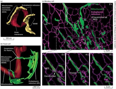 Mitochondrial-ER contact sites and fission