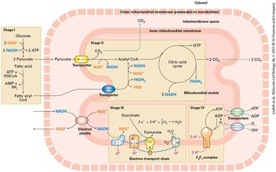 Citric acid cycle overview
