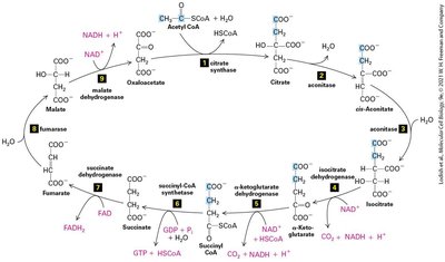Malate-aspartate shuttle for NADH transport