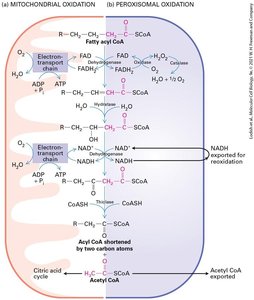 Electron transport chain and proton-motive force