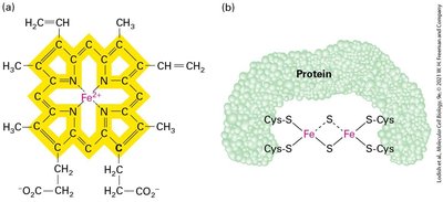 Experimental measurement of proton gradient