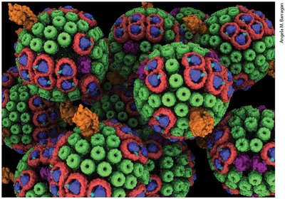 Molecular structure relevant to cell biology