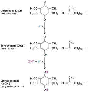 Heme and iron-sulfur cluster structures