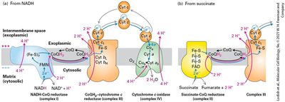 Ubiquinone reduction steps