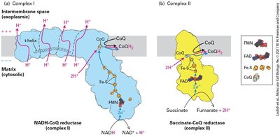 Electron flow from NADH and succinate