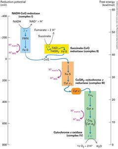 Complex III reactions and proton transfer