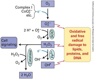 Supercomplexes in electron transport chain