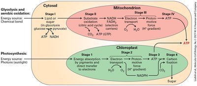 Overview of glycolysis, aerobic oxidation, and photosynthesis