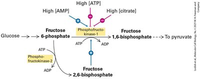 Regulation of glycolysis by phosphofructokinase