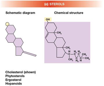 Schematic and chemical structure of cholesterol and other sterols