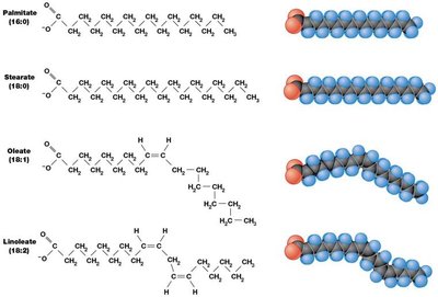 Structures of saturated and unsaturated fatty acids