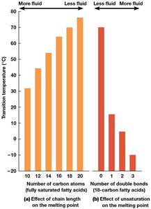 Graph showing the effect of chain length and unsaturation on membrane fluidity