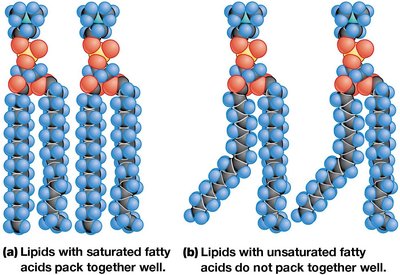 Packing of saturated vs. unsaturated fatty acids in membranes