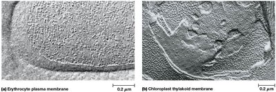 Diagram showing types of membrane proteins: integral, peripheral, and lipid-anchored