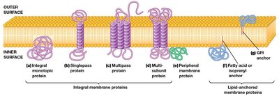 Structure of integral membrane proteins with transmembrane segments