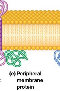 Diagram of peripheral and lipid-anchored membrane proteins