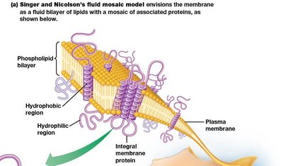 Singer and Nicolson's fluid mosaic model of the membrane