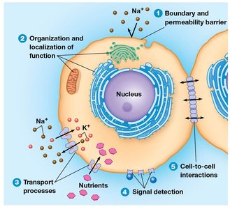 Diagram of cell membrane functions including boundary, transport, signal detection, and cell interactions