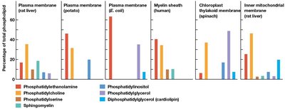 Bar graph showing the composition of phospholipids in different membranes
