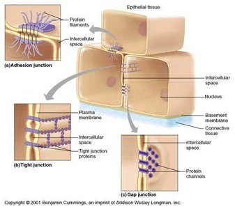 Types of cell junctions: adhesion, tight, gap