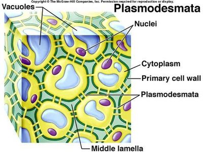 Plasmodesmata in plant cells