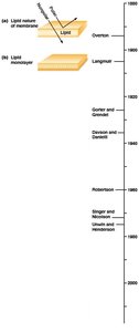 Timeline of membrane models
