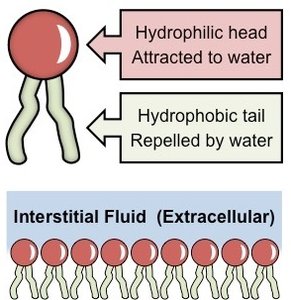Amphipathic nature of phospholipids