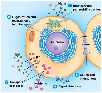 Functions of membranes in a cell