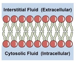 Lipid bilayer structure
