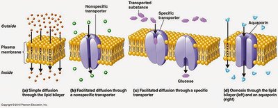 Types of membrane transport: simple diffusion, facilitated diffusion, osmosis