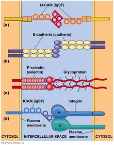Types of cell adhesion molecules