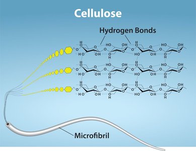 Diagram of cellulose microfibril structure with hydrogen bonds