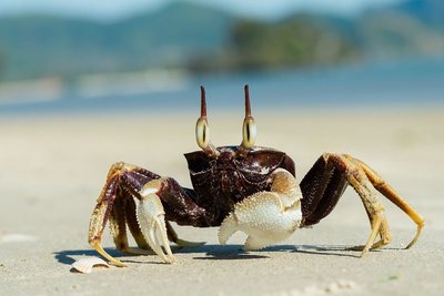 Crab representing chitin in arthropod exoskeletons