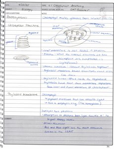 Chloroplast structure diagram