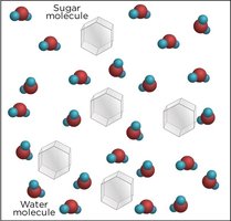 Diagram of sugar molecules in water for a nonelectrolyte