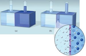 Osmosis illustration